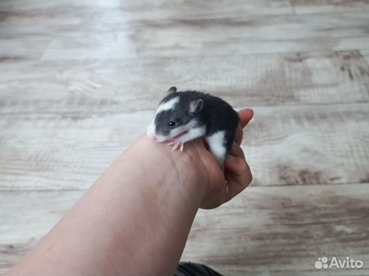 Крысята дамбо