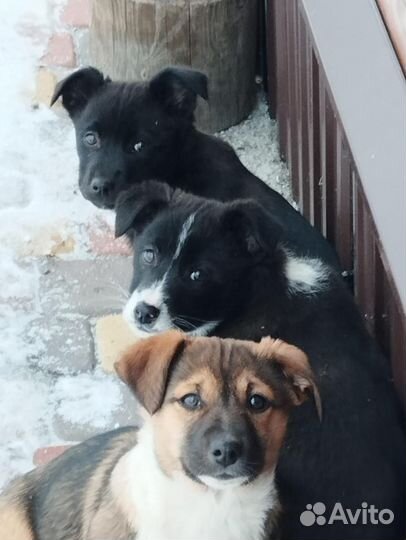 Щенок в добрые руки