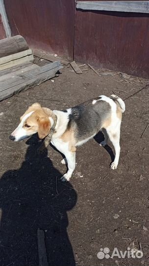 Продажа щенков русская гончая пегая