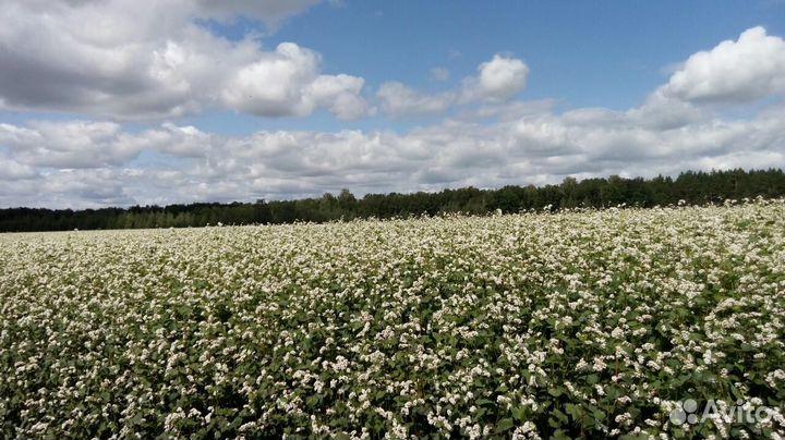 Аккураевый мед