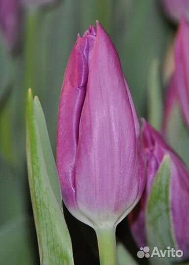 Луковицы Тюльпана Gomera