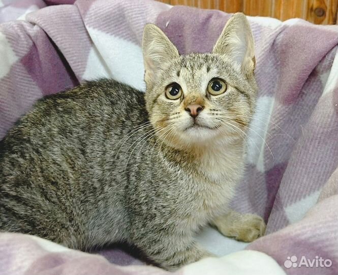 Милая девочка ищет дом