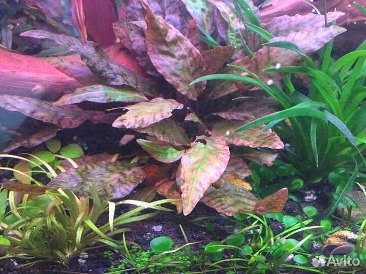 Обслуживание аквариумов