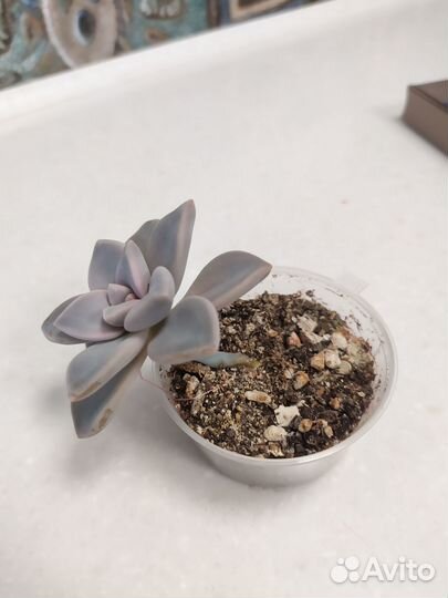 Суккулент граптопеталум Snow White (Сноу уайт)