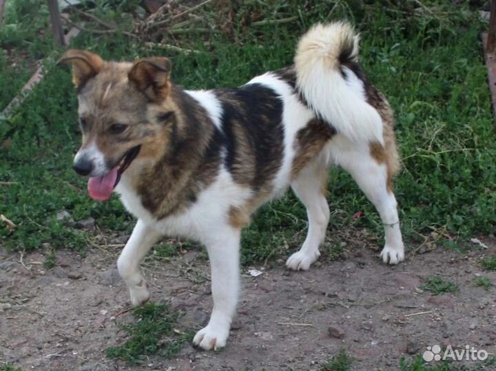 Пухляш ищет дом