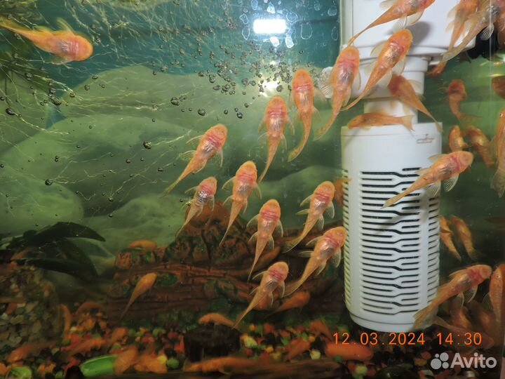 Рыбки сомы анцитрусы