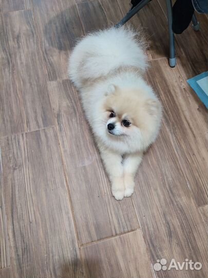 Щенки шпица