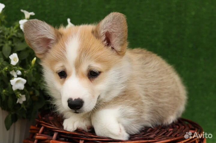 Вельш-корги пемброк щенки