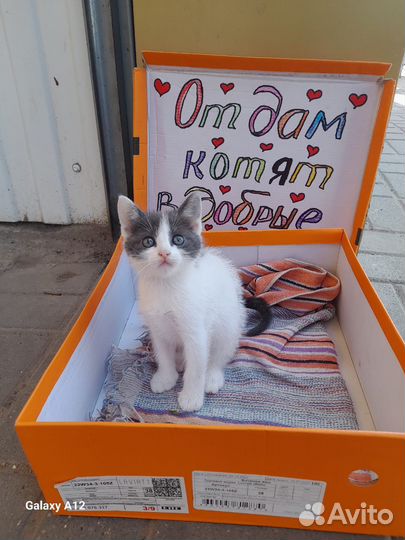 Отдам котенка в добрые руки