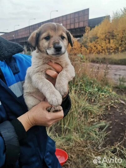 Собака