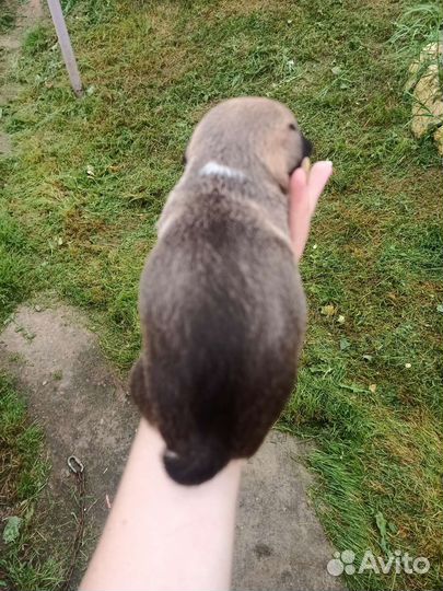 Щенки чихуахуа