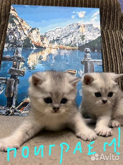 Шотландские котята