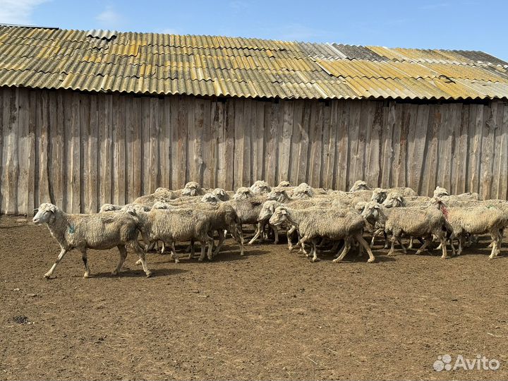 Овцы бараны