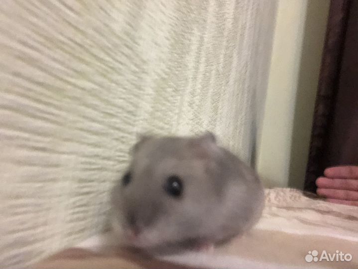 Джунгарский хомяк с клеткой