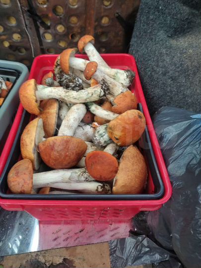 Участок 5 га (СНТ, ДНП)