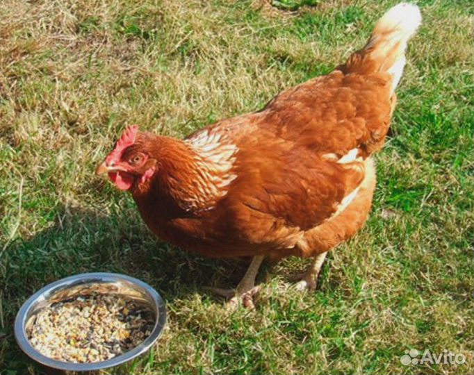 Куры несушки Белые