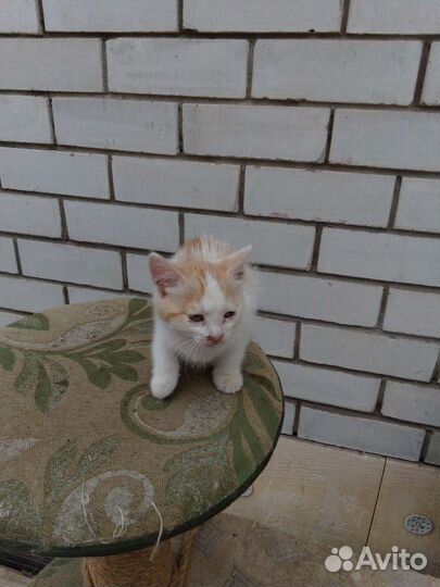 Кошки в добрые руки