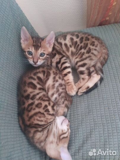 Бенгальские котята с документами
