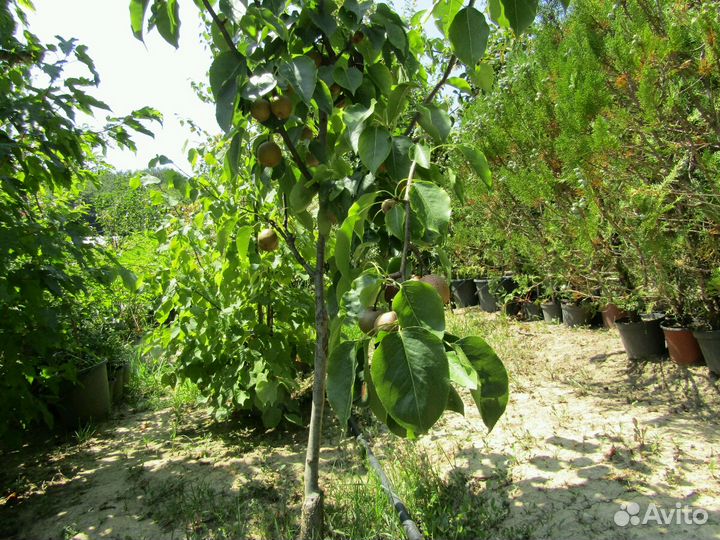 Колоновидные плодовые саженцы в контейнерах