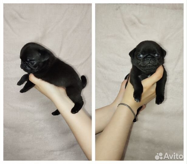 Щенки мопса