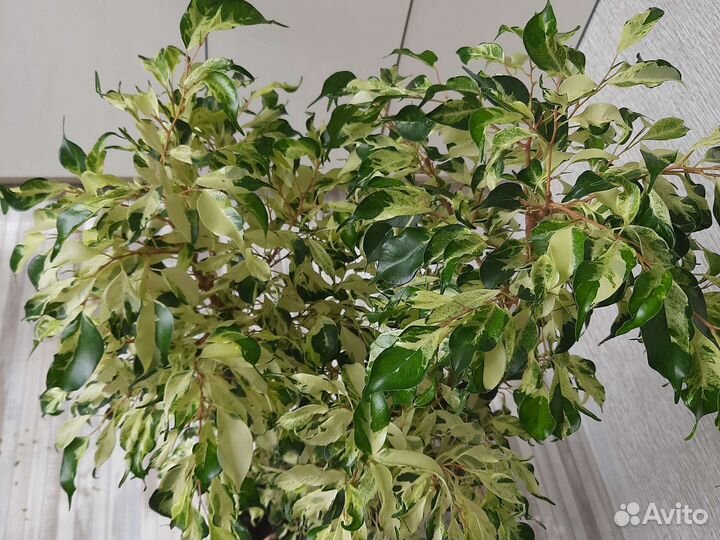 Фикус керли