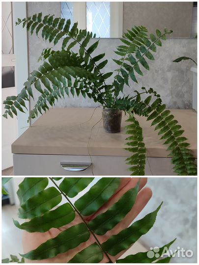 Комнатные растения