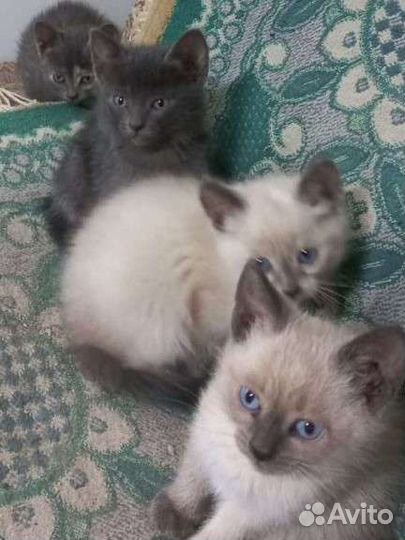 Котенок 1 месяц, 2 белых, 2 серых