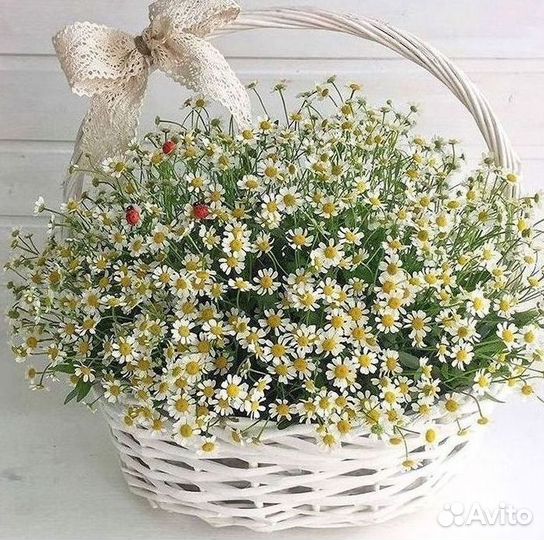 Доставка цветов. Ромашки