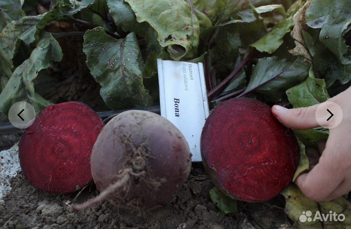 Семена свеклы Бона