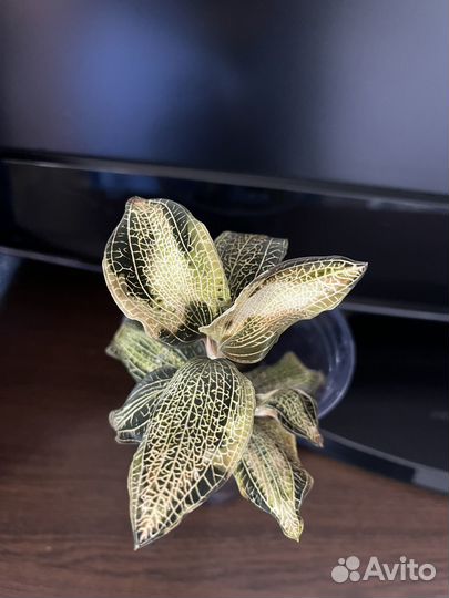 Драгоценная орхидея