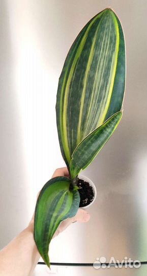 Сансивиерии сортовые
