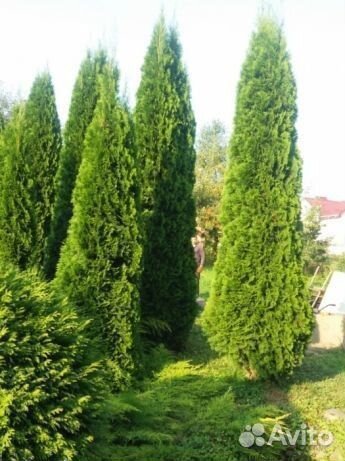 Туя западная(Thuja occidentalis)