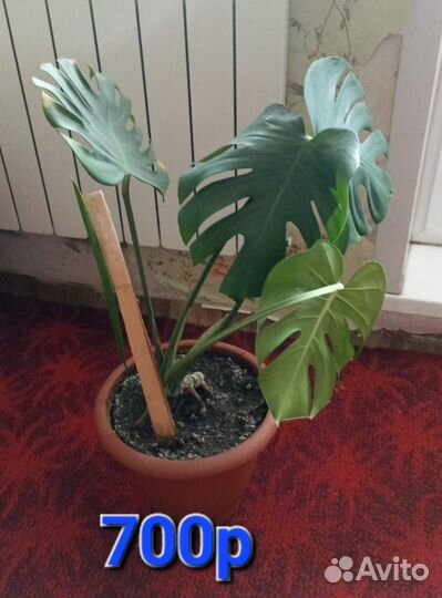 Комнатные цветы шефлера