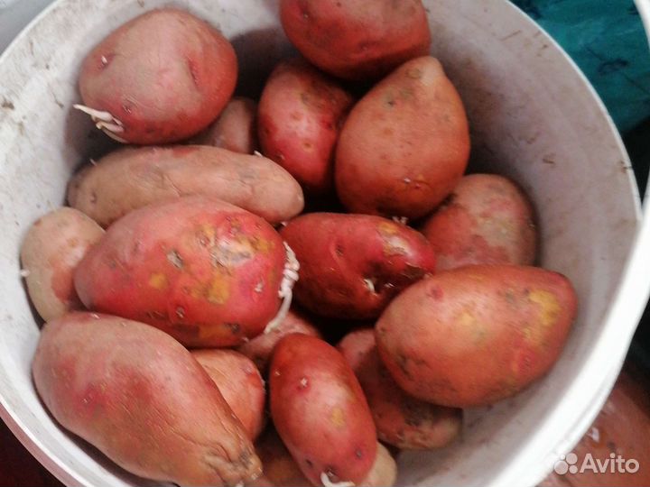 Продам картошку едовую
