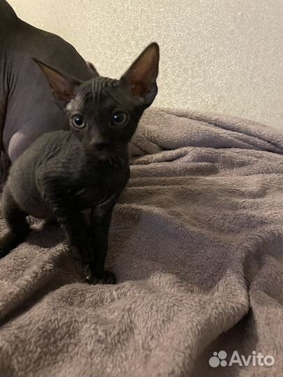 Донской сфинкс