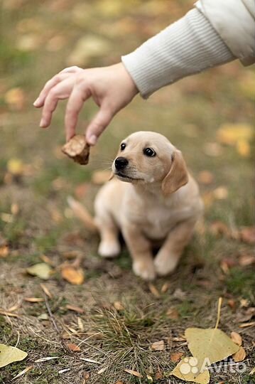 Вкусняшки для собак