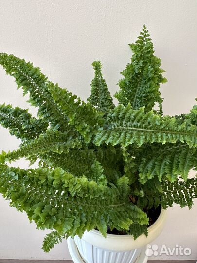 Папоротник