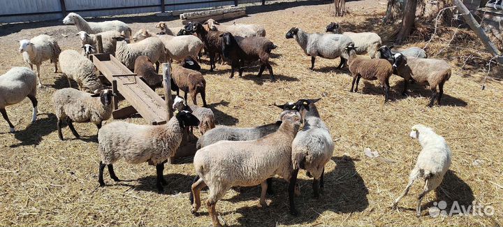 Бараны овцы стадом