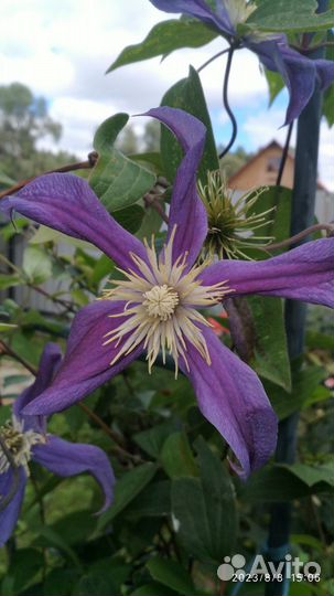 Клематис