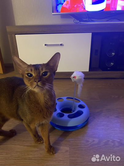 Игрушка для кота