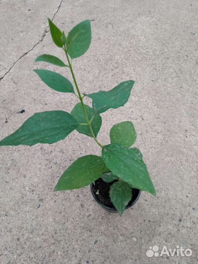 Саженцы пузыреплодника,спиреи,бересклет,жимолость