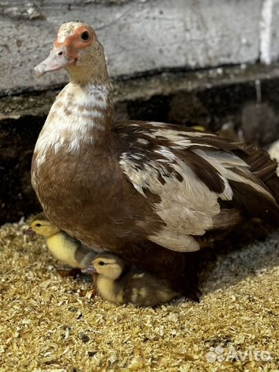 Индоутка мускусная утка