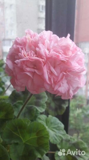 Пеларгония