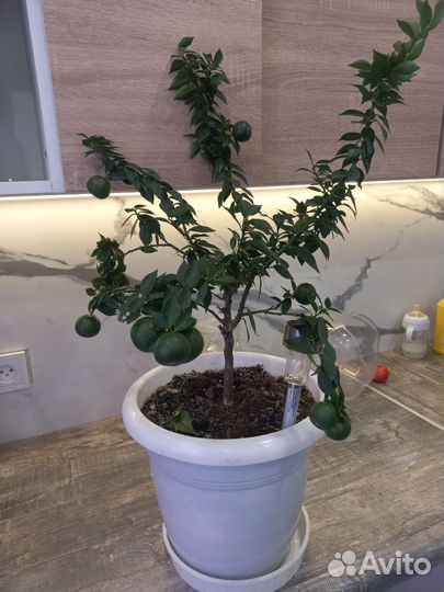 Мандариновое дерево с плодами