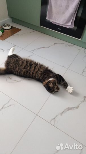 Отдам кота в добрые руки