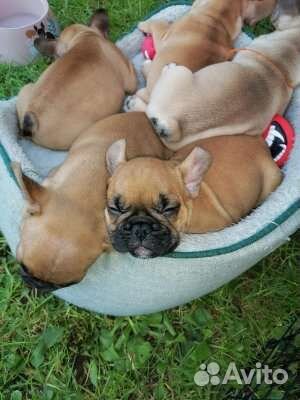 Французский бульдог