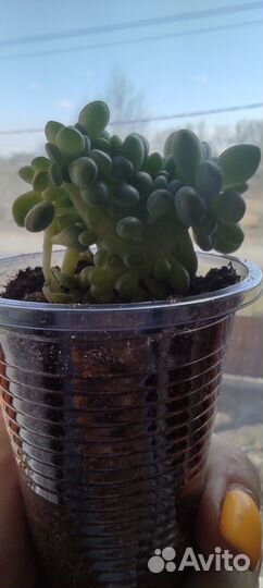 Кремнерия экспатриата кристатная