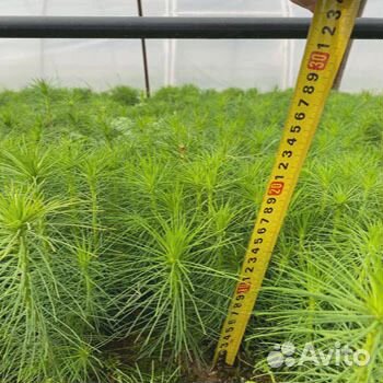 Сеянцы сосны