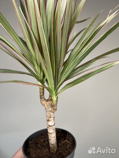 Драцена биколор