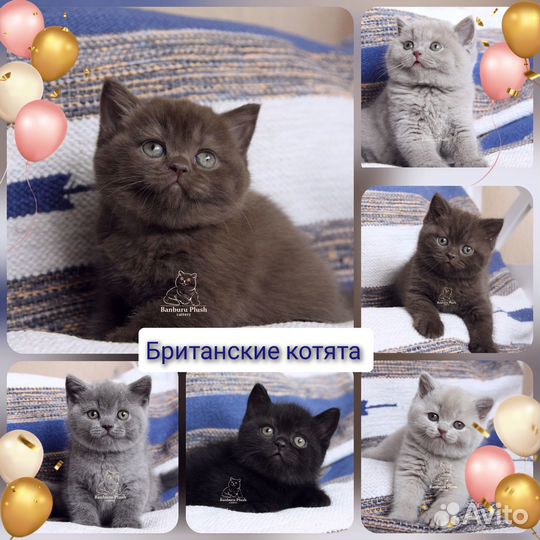 Отличные Британские котята